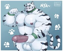 anthro balls bara beefburner big_balls big_penis boner collar erection flexing furry male male_only muscles muscular nude penis solo solo_male tiger tongue_out white_fur white_tiger