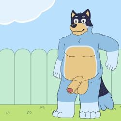 absurd_res anthro balls bandit_heeler bedroom_eyes belly blue_body blue_fur blue_sky bluey_(series) canid canine canis domestic_dog dumb_bear_draws erection exhibitionism father_(lore) foreskin fur garden genitals heeler hi_res male male_only mammal musclegut muscular narrowed_eyes nude outside parent_(lore) penis penis_tip seductive sky slightly_chubby solo