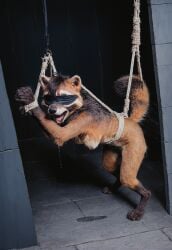 2024 ai_generated anthro blindfold blindfolded bondage breasts female furry hyperrealistic male/female mammal nipples nude on_back paulfluffyaligator photorealism photorealistic procyonid raccoon raised_tail realistic rope rope_bondage solo standing tagme tail