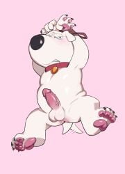 2025 4_fingers 4_toes anthro anus balls bite biting_lip black_claws black_nose bound brian_griffin canid canine canis circumcised claws collar collar_only domestic_dog english_description erection family_guy feet fingers fur genitals half-closed_eyes hands_tied hi_res humanoid_genitalia humanoid_penis male mammal motion_lines narrowed_eyes nude pawpads penis pink_background pink_pawpads red_collar simple_background solo sparklesart_2 tail tail_motion tailwag toes vein veiny_penis white_body white_fur