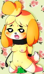 2013 animal_crossing anthro arms_behind_back bdsm blush bondage bound breasts canine collar dildo dog drooling female female_only flower_background fur furry green_dildo heart-shaped_pupils isabelle_(animal_crossing) kneeling leash lovelesskiax mammal nintendo nipples nude open_mouth pussy sex_toy slave small_breasts solo stockings tail