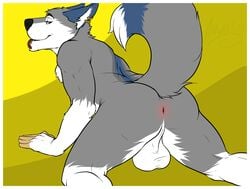 2013 amwulf anthro anus ass balls biceps big_balls canine husky looking_back male male_only nude perineum piercing pose presenting presenting_hindquarters raised_tail smile solo tongue tongue_out