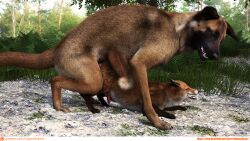 16:9 anal animal_genitalia animal_penis canid canine canine_genitalia canine_penis canis domestic_dog duo feral feral_on_feral feral_penetrated feral_penetrating feral_penetrating_feral fox genitals herding_dog larger_male male male/male male_penetrated male_penetrating male_penetrating_male malinois_dog mammal pastoral_dog penetration penis sex sheepdog size_difference smaller_male text true_fox url vulpineadonis widescreen