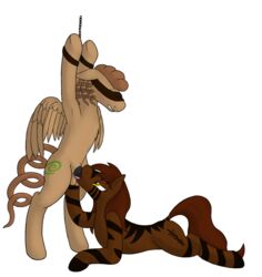 balls blush bondage cutie_mark daf duo equine fellatio female hair horse male my_little_pony oral oral_sex original_character pegasus penis pony sex straight tongue wings zebra