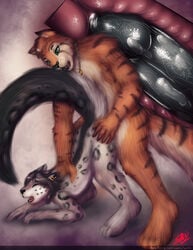 2boys anal anthro feline fur furry gay leopard makizushi male no_humans penis sarki snow_leopard snowmew thick tiger