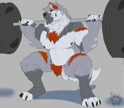 2023 absurd_res anthro artist_logo barbell barbell_squats biceps black_nipples blue_eyes canid canine canis claws crouching exercise featureless_crotch feet finger_claws fingerless_(marking) fingerless_gloves_(marking) fur gloves_(marking) grey_body grey_fur hi_res kyojufolf leg_markings logo male mammal markings muscular muscular_anthro muscular_male nipples nude orange_body orange_fur orange_stripes pecs pubes serratus socks_(marking) solo stripes strom_(skyshiemi) teeth toe_claws toeless_(marking) toeless_socks_(marking) weightlifting weights wolf workout