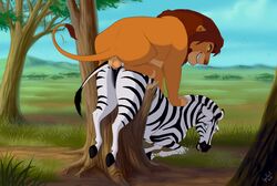 anal anus ass balls color day disney equine feline female female_feral feral fur interspecies lion male outdoors penis plains predator/prey reallynxgirl savanna stuck the_lion_king tree zebra