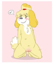 animal_crossing anthro arrogantboy blush canine female fur furry isabelle_(animal_crossing) kneeling nintendo nude pussy solo source_request straight_hair year_request