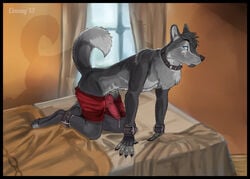 2013 anthro bed blue_eyes canine clothing collar coway furry husky looking_at_viewer male male_only no_humans pants pants_down penis piercing precum solo