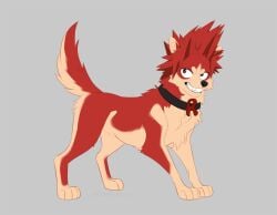 alternate_species animal_genitalia azzai barely_visible_genitalia barely_visible_sheath black_collar black_nose canid canine canis circle_eyebrows collar countershading eijirou_kirishima eyebrows feral flat_colors fluffy fur furrification genitals grey_background grin hair male male_only mammal my_hero_academia paws quadruped red_body red_eyes red_fur red_hair sharp_teeth sheath simple_background smile solo spiky_hair standing tail tan_body tan_countershading teeth