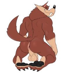 anthro anus ass backsack balls big_butt brown_body brown_fur canid canine canis digital_media_(artwork) fangs feet fluffy fluffy_tail foreskin fur genitals hank_howell_(piti_yindee) hi_res humanoid_genitalia humanoid_penis kneeling looking_at_viewer looking_back looking_back_at_viewer male mammal muscular nude penis perineum raised_tail rear_view seyrmo smile solo tail teeth wolf