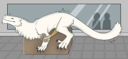 breeding_mount dragon feral fur furred_dragon furred_scalie genitals laboratory long_muzzle male motion_lines mythological_creature mythological_scalie mythology nakatakoi observation_window orgasm penis scalie solo tapering_penis thick_fur white_body white_fur x-ray_view