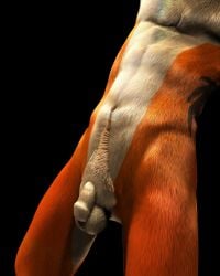 10s 1boy 2012 3d 3dsmax abs anthro balls bandicoot black_background close-up crash_(series) crash_bandicoot crash_mind_over_mutant flaccid footwear foreskin fur gay male male_only marsupial orange_fur penis pubic_tuft solo spexwulf tattoo video_games