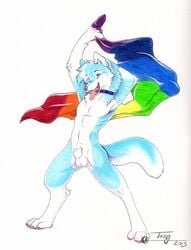 1boy 2013 anthro balls blue_fur canine collar colorful fur furry husky male male_only rainbow sheath tassy tongue tongue_out