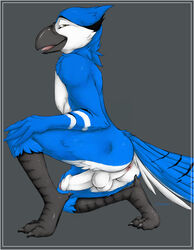 2013 anus ass avian balls beak bird blue_jay brown_eyes erection feathers humanoid_penis kneeling looking_at_viewer male male_only nude penis plain_background plumy pose solo talons tongue truegrave9 uncut