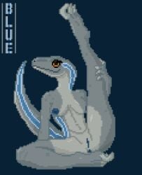 5up3rfr34k anthro anthrofied anus areola belly blue_(jurassic_world) blue_anus blue_areola blue_nipples blue_stripe blue_vulva breasts closed_smile countershade_torso countershading digital_media_(artwork) dinosaur dromaeosaurid female genitals grey_belly grey_body jurassic_park jurassic_world mouth_closed navel nipples orange_sclera pinup pixel_(artwork) pose prehistoric_species raised_leg reptile saurischian scalie sickle smile solo stripes theropod universal_studios velociraptor vulva