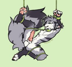animal_genitalia animal_penis anthro arm_markings arm_tuft ayakan_(krispycable) balls black_body black_fur black_markings blue_eyes bondage bound canid canine canine_genitalia canine_penis canis cheek_tuft chest_tuft claws collar crotch_tuft cuff_(restraint) digitigrade dipstick_ears dipstick_tail ear_markings ear_tuft elbow_tuft erection facial_tuft fingerless_(marking) fingerless_gloves_(marking) fluffy fluffy_tail fox fur fur_markings genitals gloves_(marking) grey_body grey_fur grey_hair hair hi_res humanoid_hands knot knotted_penis leg_markings male mammal markings multicolored_body multicolored_ears multicolored_fur neck_tuft nude pawpads paws penis ping_penis pink_inner_ear pink_pawpads pink_paws restraints sheath shoulder_markings shoulder_tuft simple_background slim_anthro slim_male smile solo striped_body striped_fur striped_markings stripes suspension suspension_bondage tail tail_markings tail_tuft teeth thigh_markings tougu tuft tufted_ears tufted_fur white_body white_fur white_toes