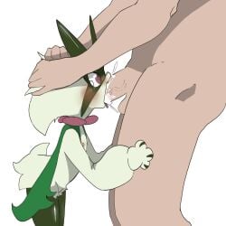 anthro cervikalova cum cum_in_mouth feline female flat_chest hi_res irrumatio male male/female meowscarada oral oral_sex penis pokemon pokemon_(species) size_difference straight tagme tears tongue tongue_out