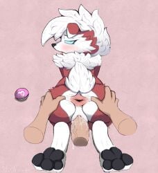 anthro anus ass bodily_fluids canid canine cum cum_in_pussy cum_inside duo ejaculation female first_person_view generation_7_pokemon genital_fluids genitals hi_res interspecies looking_at_viewer love_ball lycanroc mammal nintendo pawpads paws penetration phoxtrot pokeball pokemon pokemon_(species) pokephilia pussy scut_tail short_tail spread_anus spread_butt spreading sweat tail tongue tongue_out vaginal_penetration vaginal_penetration