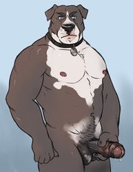 adios anthro balls biceps canine collar erection fur furry humanoid_penis looking_at_viewer male male_only muscles nude penis precum solo the_farewelled uncut