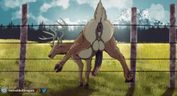 animal_genitalia animal_penis antlers anus ass_up balls deer equine_genitalia equine_penis feral field field_background genitals hi_res hooves horn looking_at_viewer male mammal penis puffy_anus raised_hoof solo stuck tail vitor_swissidoldragon