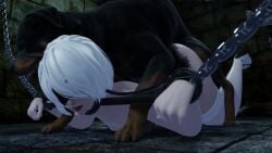 1boy1girl 1girls 3d animated blindfold blueberg bondage canine canine_on_human chained female lying_on_stomach male mp4 nier:_automata nier_(series) no_sound open_mouth thighhighs video white_hair white_legwear yorha_2b zoophilia