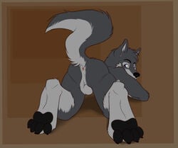 1boy all_fours anthro anus ass balls biceps black_nose canine color easyspark fur furry grey_fur hindpaw looking_back male male_only nude pawpads paws plain_background presenting presenting_hindquarters raised_tail solo wolf