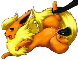 blush eeveelution feral flareon male_on_feral open_mouth orange_fur pokemon pokemon_(species) pokemon_rgby pokephilia realistic_animal tail vaginal vaginal_penetration