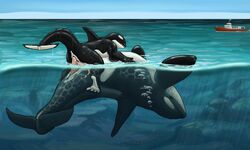 anal anal_sex anthro anthro_on_feral anus boat bubbles cetacean closed_eyes cowgirl_position cum feral furry furry_only gay interspecies lying male marine no_humans on_back orca penetration penis precum size_difference ssthisto tapering_penis underwater upside-down water wet whale zoophilia