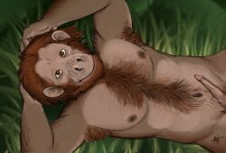 animal_genitalia animal_penis anthro ape areola arm_hair armpit_hair average_penis balls barely_visible_balls barely_visible_genitalia beard body_hair brown_beard brown_body brown_eyes brown_facial_hair brown_fur brown_hair brown_nipples brown_penis brown_skin chest_hair chimpanzee closed_smile countershade_skin countershade_torso countershading erection facial_hair fingernails fur genitals glans grass hair hairy hands_behind_head hands_behind_own_head haplorhine happy_trail looking_at_viewer lying male male_anthro mammal mouth_closed multicolored_body multicolored_skin nails narcixus nature navel nipples nude nude_anthro nude_male on_back pan_(genus) penis pink_glans plant primate primate_genitalia primate_penis pubes relaxing shoulder_hair signature smile smiling_at_viewer solo stomach_hair tan_body tan_chest tan_skin two_tone_body two_tone_skin urethra white_sclera