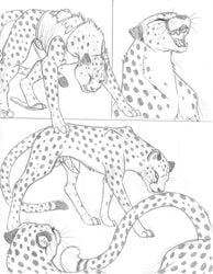 2boys animal_genitalia balls comic erection feline feline_penis feral furry furry_only gender_transformation leopard male male_with_male multiple_boys no_humans nude paws penis ripping roaring sabretoothed_ermine safari teasing transformation