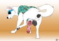 absurd_res animal_genitalia animal_penis anus ass backsack balls blake_(consensualcanine) canid canine canine_genitalia canine_penis canis claws consensualcanine digitigrade domestic_dog erection eyewear feral fur genitals german_shepherd herding_dog hi_res knot knotted_penis male mammal pastoral_dog pawpads paws penis quadruped raised_leg snout solo sunglasses tail vein veiny_penis white_body white_fur white_shepherd