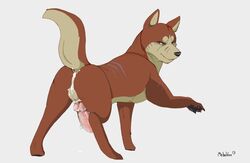 akita balls canine cum cum_inside erection feral ginga_nagareboshi_gin male male_only metalfox penis raised_tail riki solo