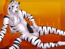 anthro balls black_penis erection feline fur furry hair long_hair looking_at_viewer male male_only nude nyny paws penis sakuri_rainne sheath sitting solo stripes tiger tongue white_tiger