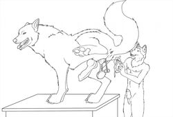 anthro anthro_on_feral anus balls canine castration cheetahlover duo feral interspecies knot male male_only monochrome penis raised_leg standing wolf zoophilia