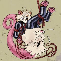 2024 american_opossum anthro arms_tied balls bell bell_collar big_tail birdpaw_(artist) black_clothing black_collar black_legwear black_shirt black_stockings black_topwear bodily_fluids bondage bondage bound brown_ears cheek_tuft clothing collar cum ejaculation erection facial_tuft feet fluffy_balls full-length_portrait fur furry_balls genital_fluids genitals glans hi_res huge_tail humanoid_genitalia humanoid_penis latex latex_clothing latex_legwear latex_shirt latex_stockings latex_topwear leg_tuft legs_tied legwear male mammal marsupial o_< one_eye_closed orgasm penis pink_feet pink_glans pink_inner_ear pink_nose pink_tail portrait purple_eyes rat_tail red_rope restraints rope rope_bondage rope_harness shirt solo spiked_collar spikes stockings submissive submissive_anthro submissive_male sweat sweatdrop tail tail_tuft tan_body tan_fur tan_penis topwear tuft vein veiny_penis