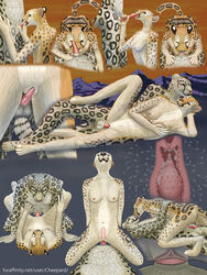 anthro cheepard cheetah feline fellatio fur furry leopard mia oral oral_sex penis pussy sex snow_leopard uncaron