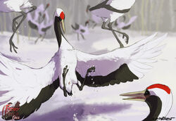 2013 ambiguous_gender avian beak bird black_eyes blush claws cloaca crane feathers feral frisky_ferals furry long_neck open_mouth red-crowned_crane sefeiren snow tongue