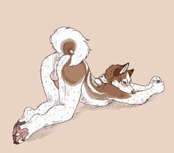 anthro anus backsack balls blush canid canine canis domestic_dog husky male mammal paws peachan presenting presenting_anus solo