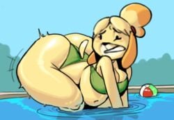 animal_crossing big_ass big_breasts bikini breasts bubble_butt chipchell chubby cleavage huge_ass huge_breasts isabelle_(animal_crossing) thick_thighs wide_hips