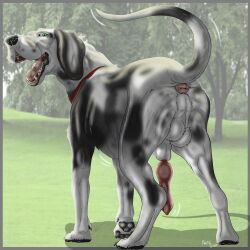 2025 animal_genitalia animal_penis anus arcticdunx balls canid canine canine_genitalia canine_penis canis domestic_dog feral genitals great_dane hi_res knot male mammal mastiff molosser penis solo