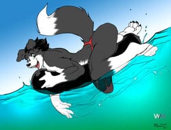 anthro canine filut fur furry gnaw green_eyes half-erect happy hyper hyper_penis male male_only partially_underwater_shot penis smile solo swimming underwater water wuffamute