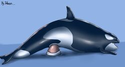 blue_background cetacean dildo dolorcin female feral large_insertion marine open_mouth orca penetration plain_background pussy_juice sex_toy solo tongue tongue_out vaginal_penetration vaginal_penetration whale