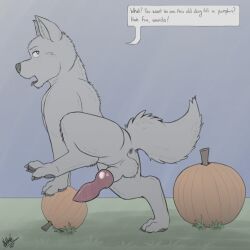 1:1 absurd_res akame_(ginga) anus canid canine feral food fruit genitals ginga_(series) hi_res kishu knot male mammal naatti_(artist) penis plant presenting pumpkin solo