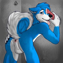 anthro anus ass ass_grab balls bathroom bathroom_stall bent_over blue_fur canine cum cum_on_face disembodied_penis duo erection faceless_male fur furry furry_only gay glory_hole husky looking_at_viewer looking_back male nude penis shibatheinu spread_ass spreading tongue tongue_out ziggyhusky