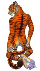 2013 anthro ass back backsack balls feline fur furry hindpaw male male_only orange_fur pawpads paws phantasmic plain_background solo tiger whiskers white_background