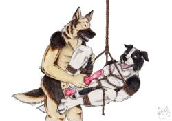 2018 anal anal_sex animal_genitalia animal_penis anthro anthro_on_anthro anthro_penetrated anthro_penetrating anthro_penetrating_anthro artist_logo black_body black_fur black_nose blue_eyes bondage bondage border_collie bound canid canine canine_genitalia canine_penis canis collie dated domestic_dog duo erection floppy_ears fur genitals german_shepherd herding_dog knot kola_(artist) logo male male/male male_penetrated male_penetrating male_penetrating_male mammal nude open_mouth pastoral_dog penetration penile penile_penetration penis penis_in_ass pink_tongue red_penis restraints rope rope_bondage sex sheepdog side_view simple_background spread_legs spreading standing standing_sex suspension suspension_bondage tan_body tan_fur tongue white_background white_body white_fur yellow_eyes