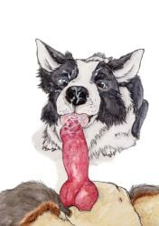 ambiguous_focus ambiguous_gender animal_genitalia animal_penis anthro anthro_on_feral anthro_pov black_body black_fur black_nose blue_eyes bodily_fluids border_collie brown_body brown_fur canid canine canine_genitalia canine_penis canis collie cum cum_on_face domestic_dog duo erection feral feral_focus first_person_view fur genital_fluids genitals glistening glistening_eyes herding_dog hi_res holding_penis knot kola_(artist) licking male male/ambiguous male_pov mammal oral pastoral_dog penile penis penis_lick red_penis sex sheepdog simple_background sitting tan_body tan_fur tongue white_background white_body white_fur zoophilia