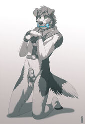 anthro balls begging bit_gag bondage border_collie bound canine chastity chastity_cage chastity_device ear_piercing fur furry gag harness kannos kneeling knot_in_sheath looking_at_viewer male male_chastity male_only pet_play piercing sheath solo