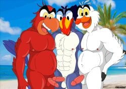 animal_humanoid anthro anthrofied avian avian_humanoid beach beak bird bird_humanoid blue_body blue_feathers ciel-wolf crossover disney disney's_aladdin feathers furry genitals group group_sex humanoid iago male male/male male/male/male nipples outside parrot parrot_humanoid penis pink_penis red_body red_feathers scuttle sex the_lion_king the_little_mermaid trio white_body white_feathers zazu